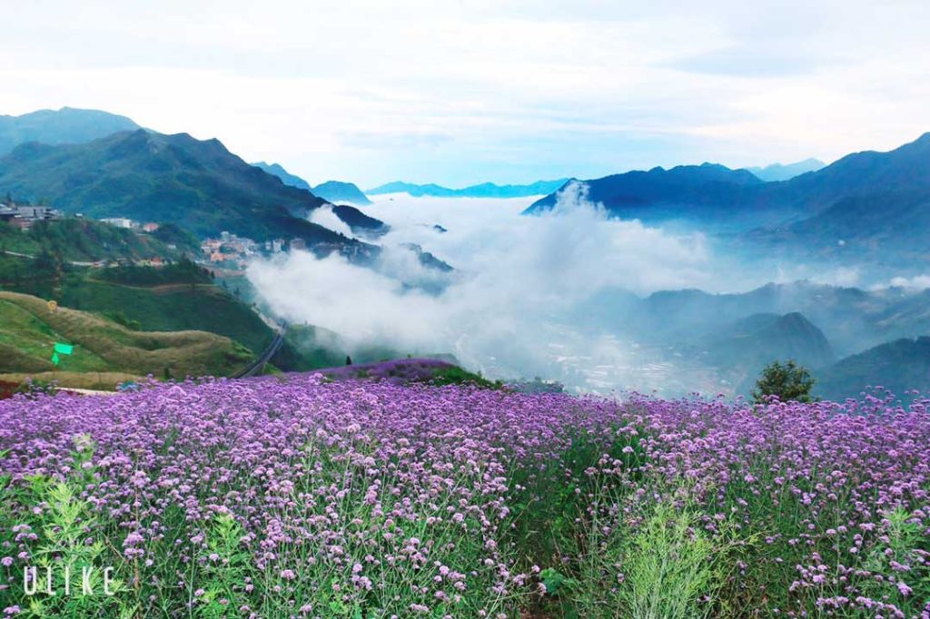 Thung lũng Mường Hoa-Đồi hoa tím hot nhất Sapa