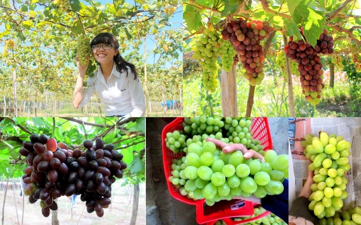 Tham quan vườn nho Ninh Thuận trĩu quả ngọt 