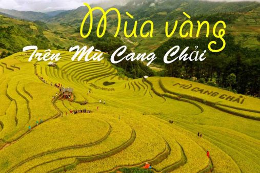Mù Cang Chải mùa lúa chín tuyệt đẹp