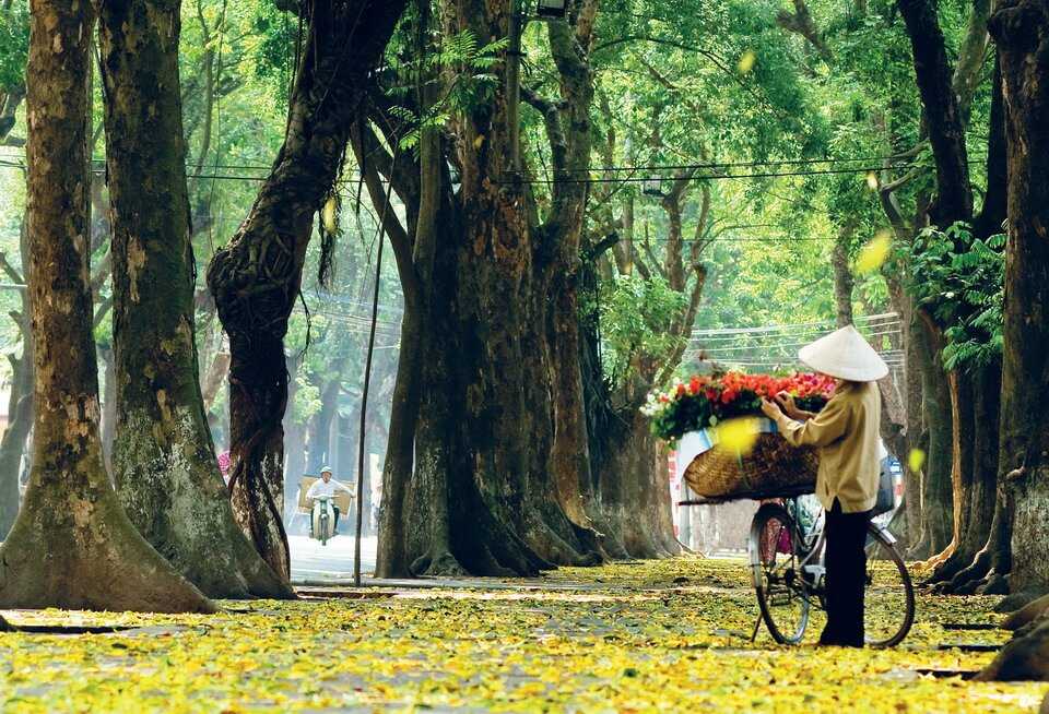 Con đường lá vàng mùa thu Hà Nội