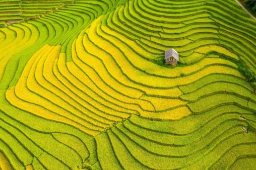 Vẻ đẹp của Sapa vào mùa lúa chín