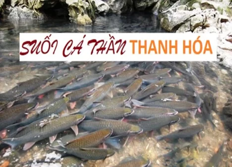Suối cá thần Cẩm Lương