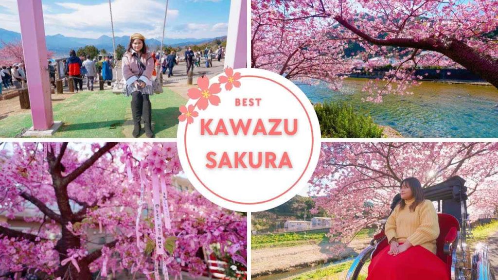 Kawazu Zakura Festival - lễ hội hoa anh đào nở sớm 