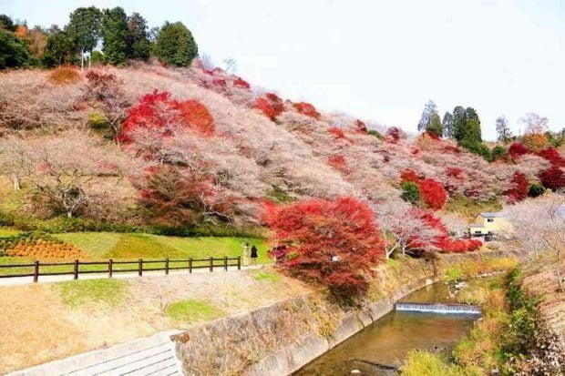 ngôi Làng Obara Shikizakura – nơi duy nhất tại Nhật Bản hoa anh đào nở 2 lần 1 năm