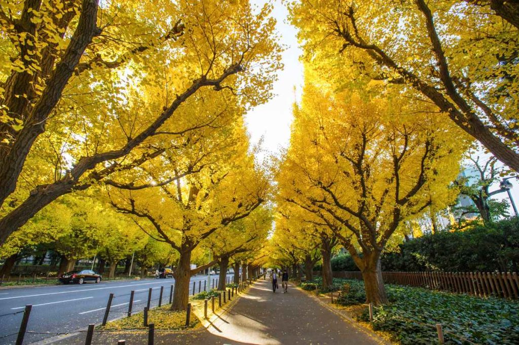Đại lộ Midosuji Avenue địa điểm ngắm lá vàng đẹp nhất Osaka