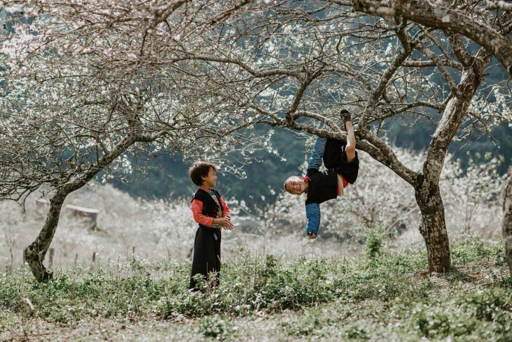 Khung cảnh thơ mộng vào mùa hoa mận nở tại Mộc Châu