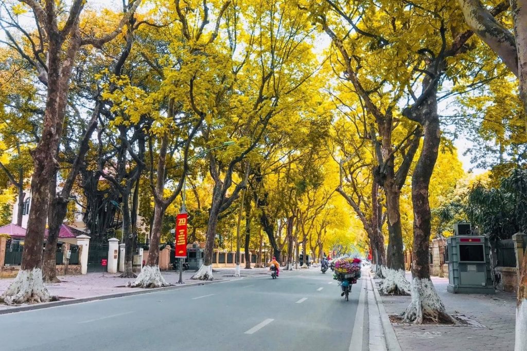 Những con đường ngập tràn lá vàng Hà Nội
