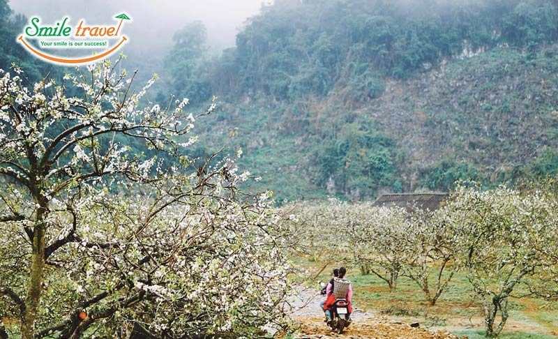 Thung lũng mận Nà Ka