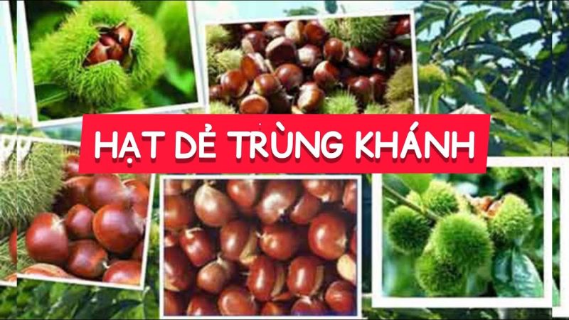 Hạt dẻ Trùng Khánh đặc sản Cao Bằng mua về làm quà siêu ngon