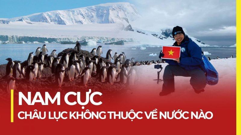 Ngắm chim cánh cụt