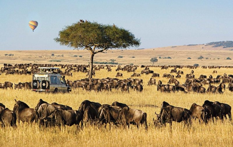 Chinh phục thảo nguyên Maasai Mara
