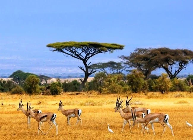 Vườn Quốc Gia Amboseli