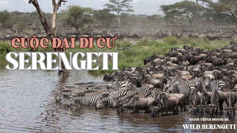 Hiện tượng Great Migration – cuộc đại di cư của hàng triệu động vật móng guốc