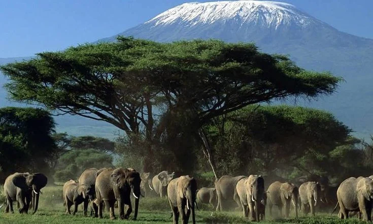 đàn voi trên nền núi Kilimanjaro