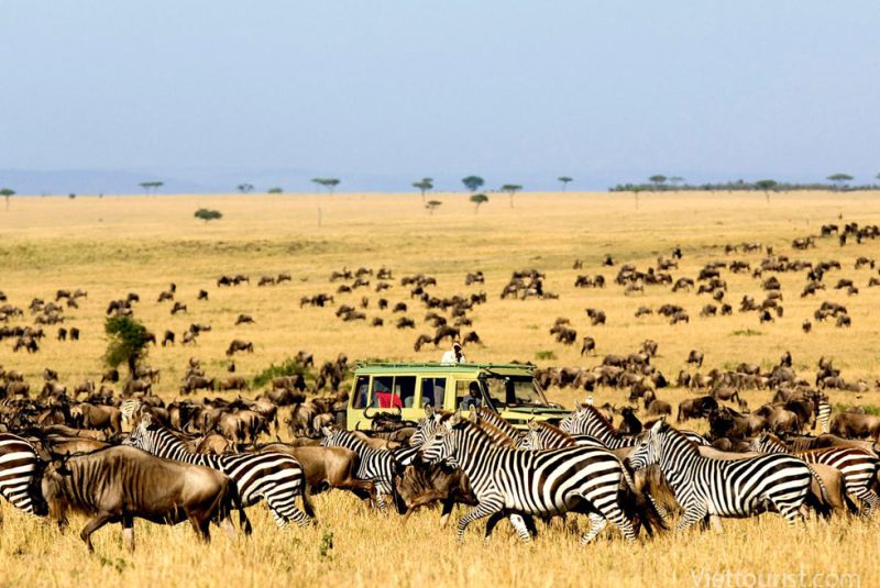 Tour kenya safari Khám Phá Vùng Đất Hoang Dã