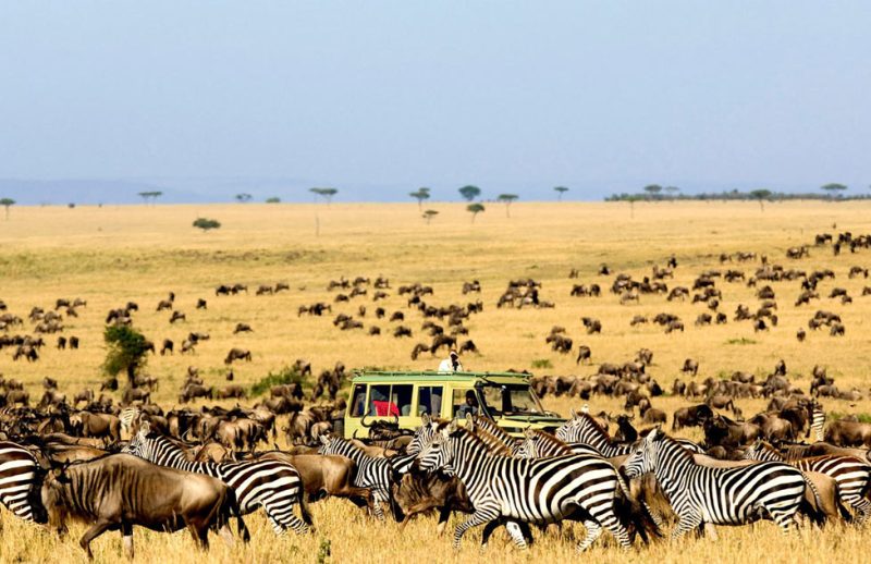 Tour kenya safari Khám Phá Vùng Đất Hoang Dã