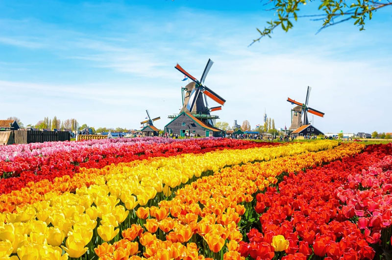 Làng cổ Zaanse Schans